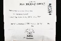 Peniophora cinerea image