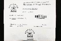 Peniophora cinerea image