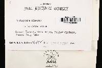 Peniophora cinerea image