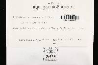 Peniophora cinerea image