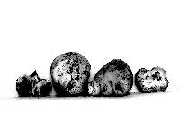 Media resource of Macowanites mollis