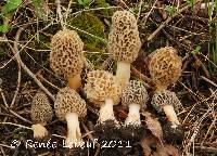 Image Associated With the Occurrence