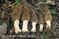 Image Associated With the Occurrence