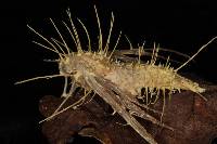 Akanthomyces aculeatus image