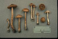 Inocybe subrubescens image