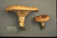 Lactarius psammicola image