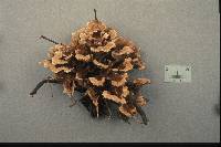 Thelephora terrestris image