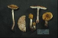 Amanita flavorubens image