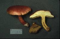 Boletochaete bicolor image