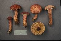 Suillus pictus image