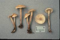 Gymnopus confluens image