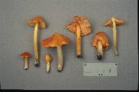 Hygrocybe acutoconica image