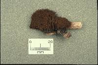 Media resource of Stemonitis splendens