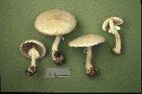 Agaricus silvicola image