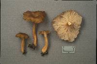 Craterellus lutescens image