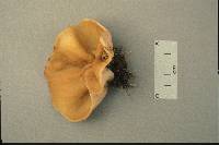 Gyromitra leucoxantha image