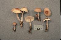 Gymnopus polyphyllus image