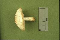 Pluteus petasatus image