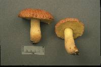 Boletus hortonii image