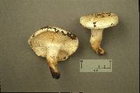 Hygrophorus sordidus image