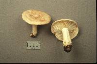 Lactarius chrysorrheus image