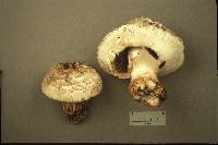 Agaricus bernardii image