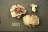 Hygrophorus russula image