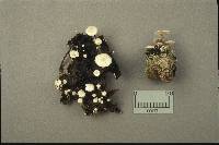Collybia cirrhata image