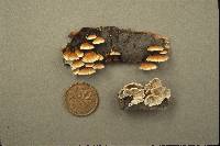 Plicaturopsis crispa image