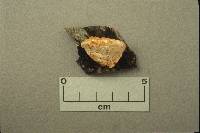 Hapalopilus rutilans image