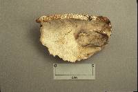 Fomitopsis spraguei image
