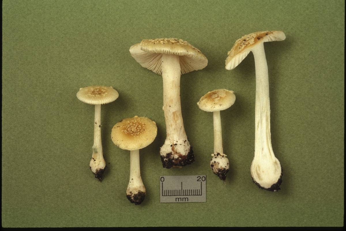 Amanita minutula image
