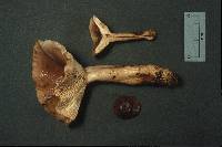 Lactarius mucidus image