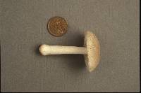 Amanita farinosa image
