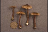 Inocybe asterospora image