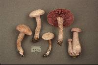 Laccaria ochropurpurea image