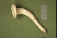 Pleurotus dryinus image