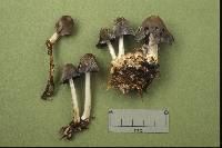 Coprinopsis cinerea image
