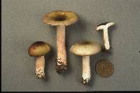 Russula queletii image