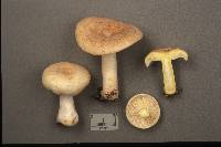 Lactarius chrysorrheus image