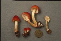 Pluteus aurantiorugosus image