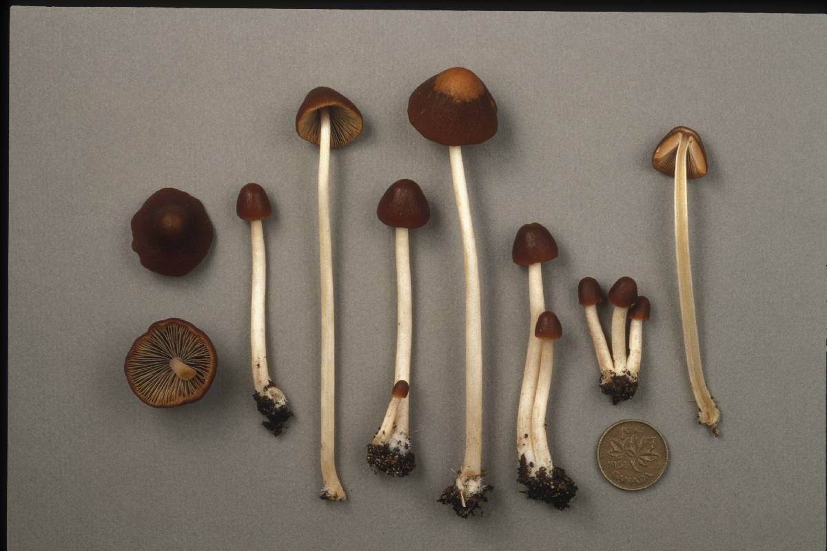 Parasola conopilus image