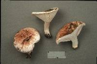Hygrophorus russula image