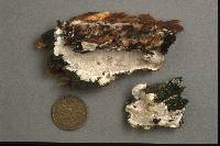 Cinereomyces lindbladii image