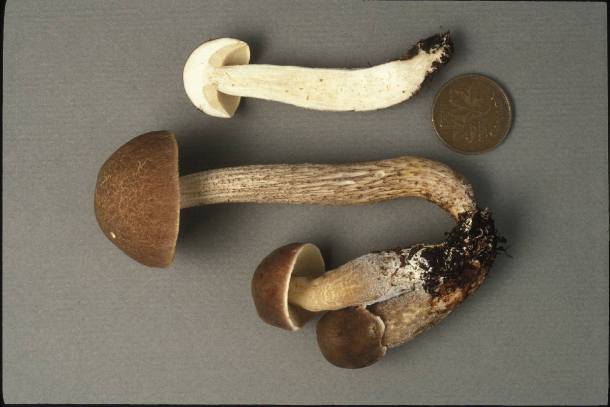 Leccinum subgranulosum image