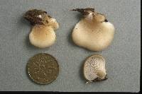 Hohenbuehelia angustata image