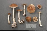 Hebeloma incarnatulum image