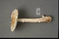 Amanita murrilliana image