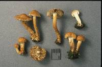 Thumbnail image of current specimen