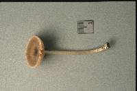 Pluteus thomsonii image